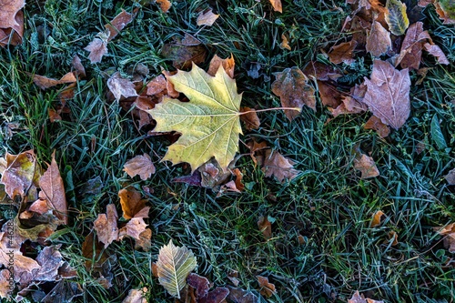 Fallen maple leaves in frost. Low sun illuminating the leaves on the ground.