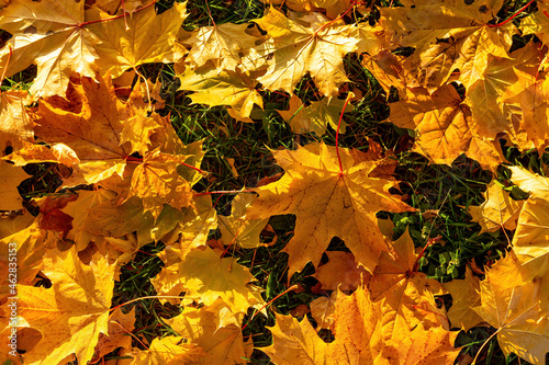 Beautiful texture of yellow maple leaves on the grass