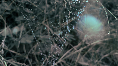 water drops on the spider web