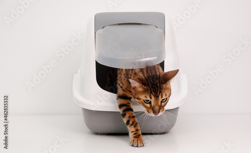 Beautiful purebred brainy bengal cat coming out of litter box on white gray background.Training to use properly toilet,clean clever pet concept.Copy space.