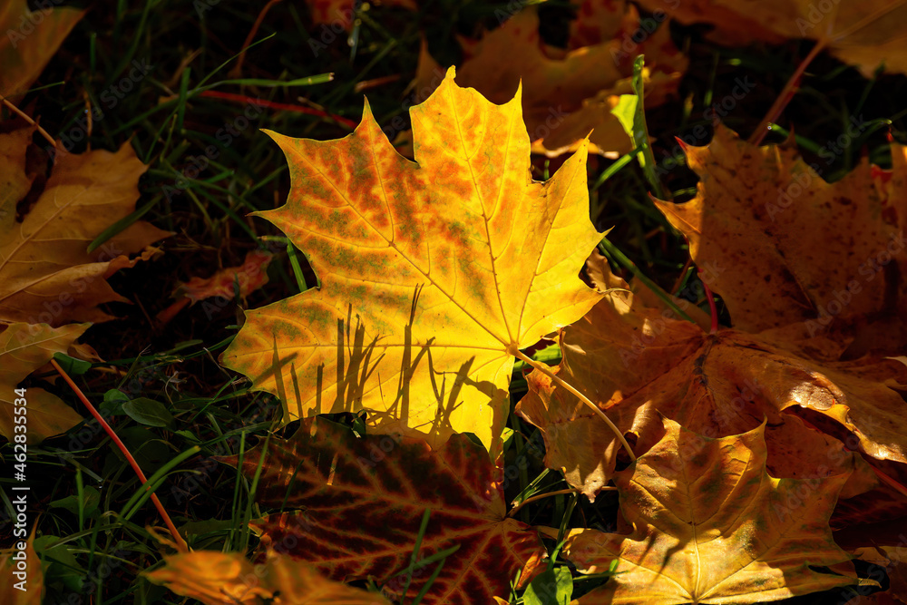 Glowing maple leaf on the grass. Beautiful glowing leaf on a dark background