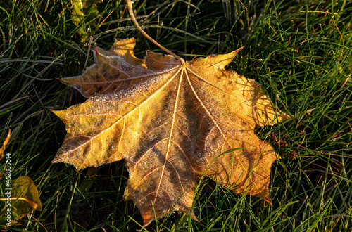 Fallen maple leaves in frost. Low sun illuminating the leaves on the ground.