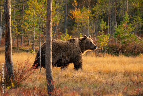 Wild brown bear out of the forst photo