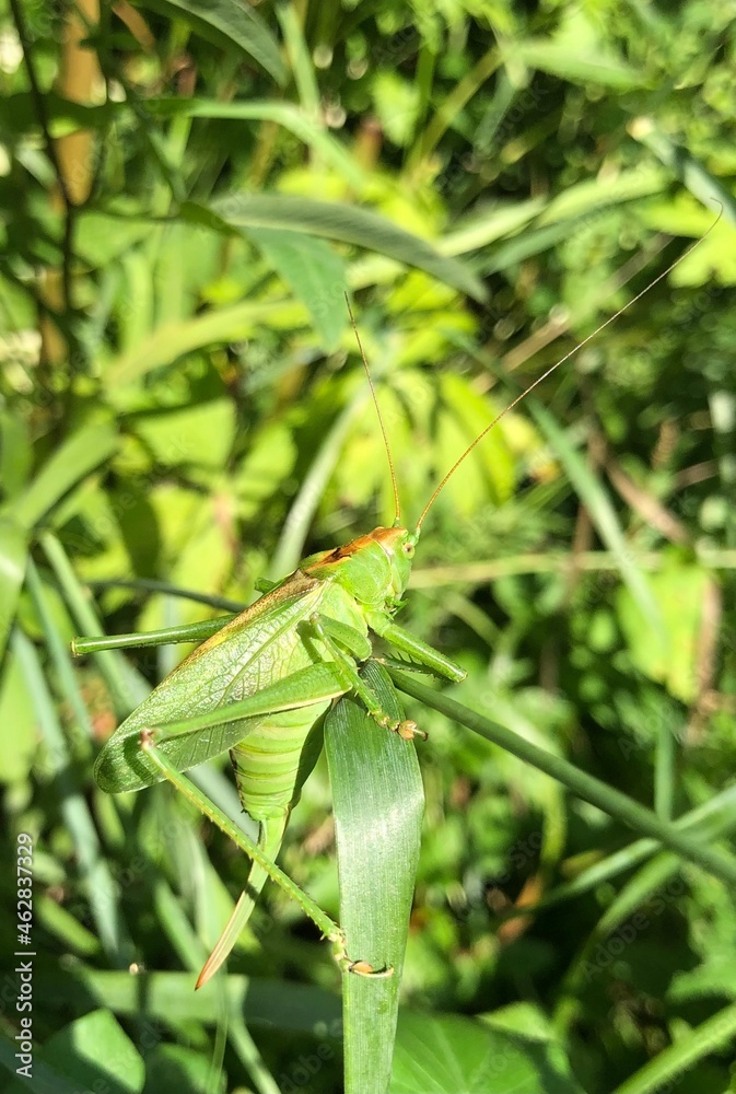 grasshopper on a leaf grasshopper on a leaf