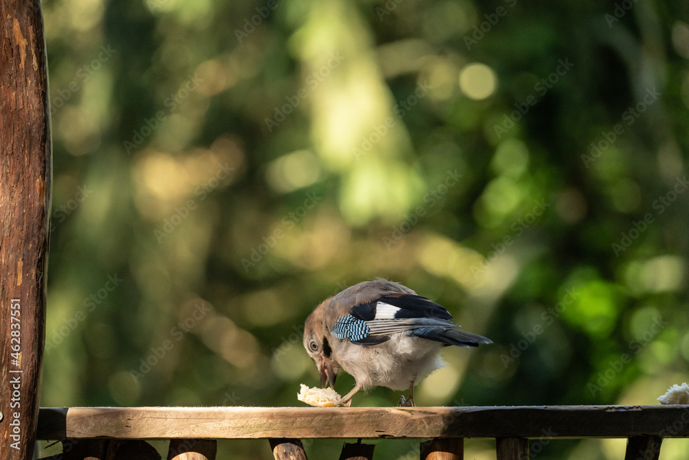 Obraz premium colorful bird eating bread