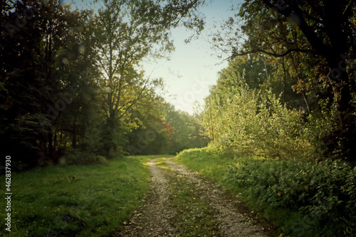Autumnal landscape, trail into the woods