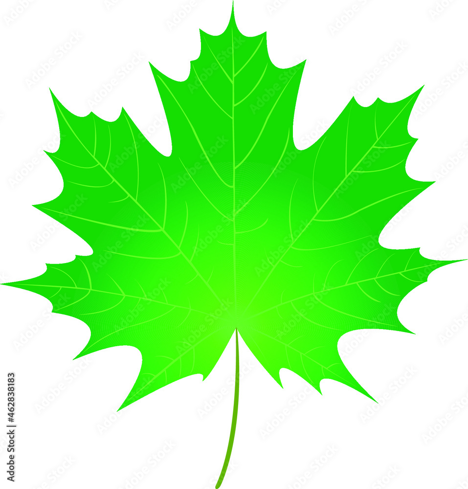 a collection of autumn yellow maple leaves a collection of autumn yellow maple leaves