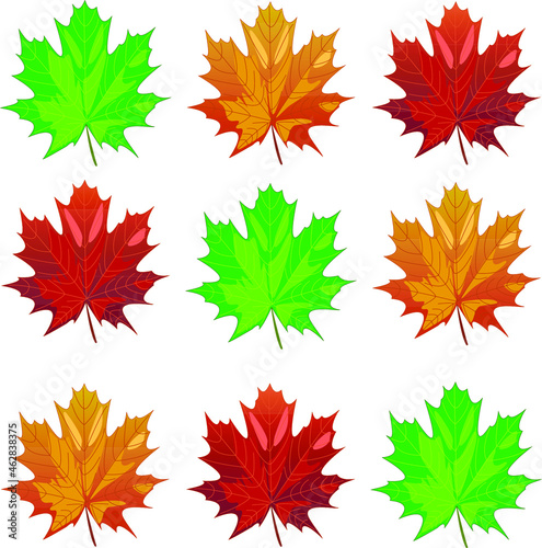 a collection of autumn yellow maple leaves