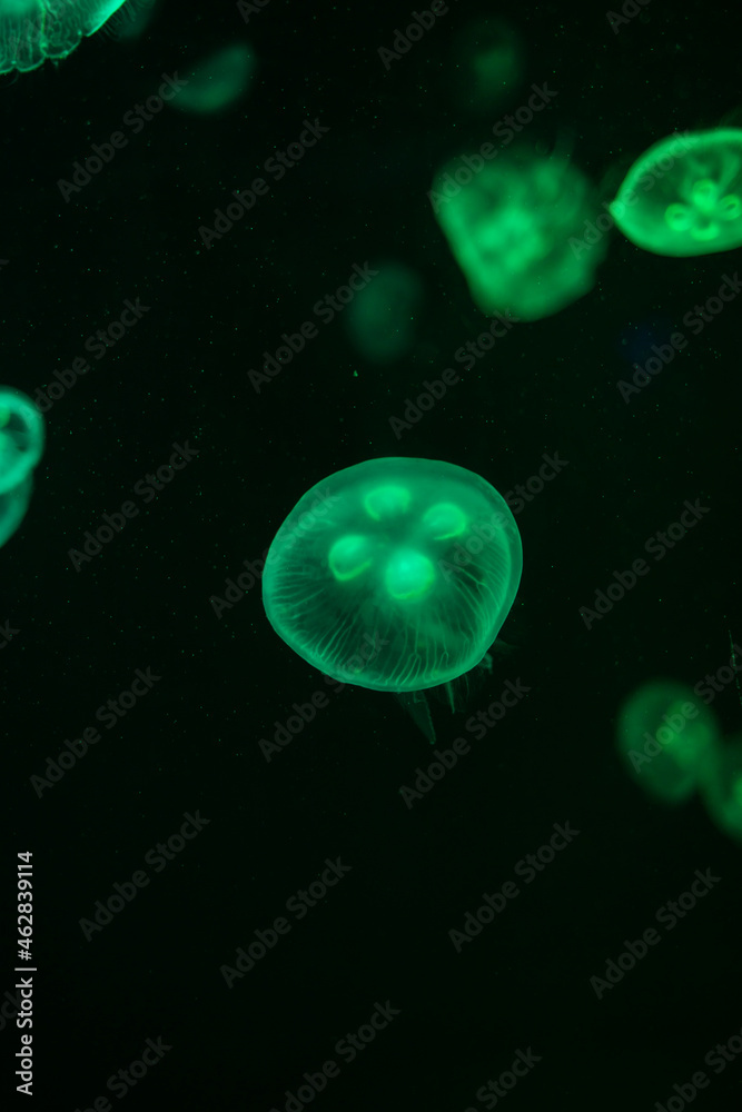 Jellyfish in different colors of light
