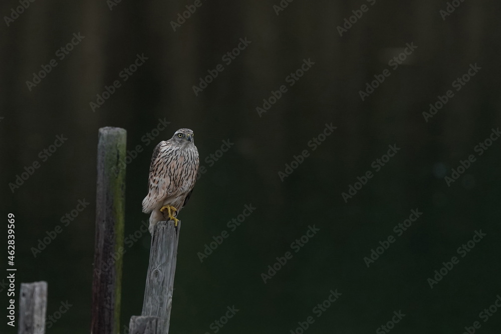 northern goshawk in the pond northern goshawk in the pond