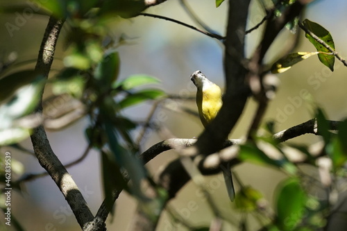 grey wagtail on the branch