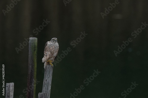 northern goshawk in the pond