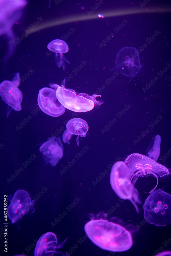 Jellyfish in different colors of light Jellyfish in different colors of light