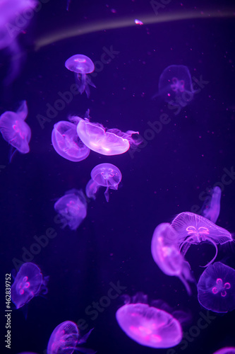 Jellyfish in different colors of light © jiratha