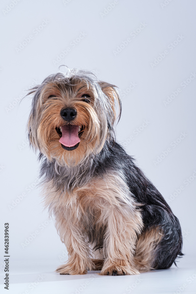 shire terrier on white background with hair shire terrier on white background with hair