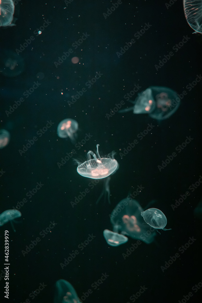 Jellyfish in different colors of light Jellyfish in different colors of light