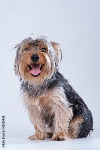 shire terrier on white background with hair