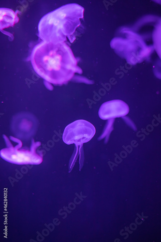 Jellyfish in different colors of light