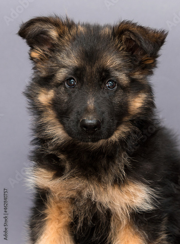 fluffy german shepherd puppy face