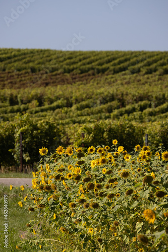 Landstrasse durch Landschaft mit Sonnenblumen im Feld mit Weinreben