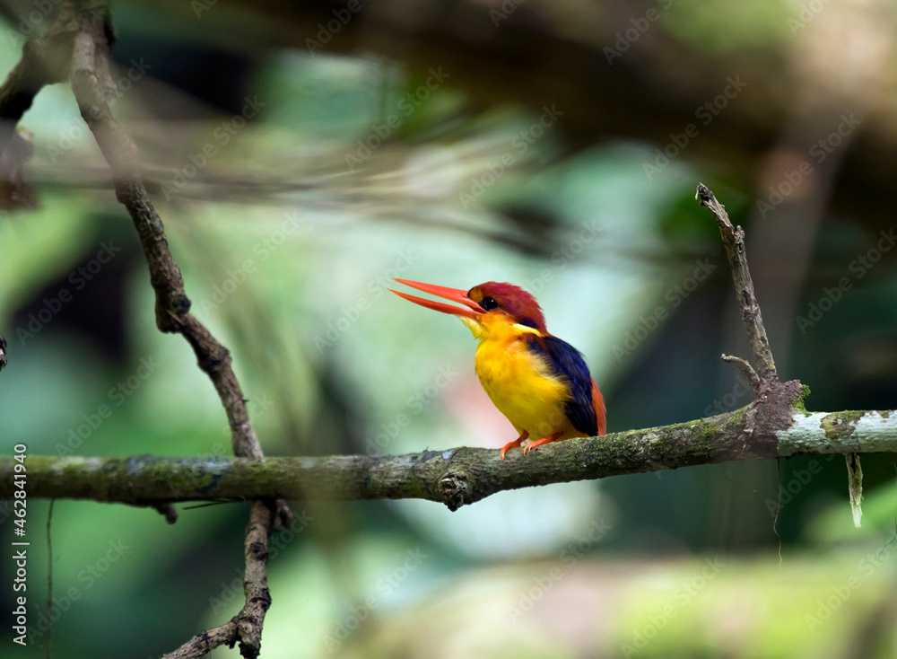 Malaysia, Borneo, Sabah, Sepilok nature reserve, Oriental dwarf kingfisher perching on twig Malaysia, Borneo, Sabah, Sepilok nature reserve, Oriental dwarf kingfisher perching on twig