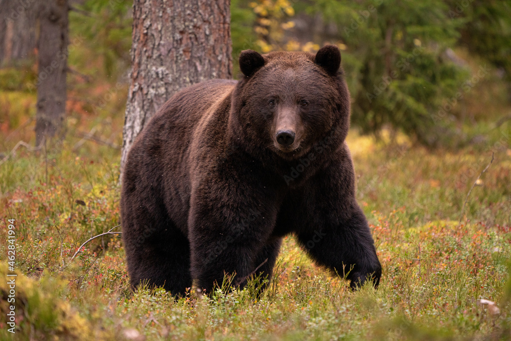 Wild bear in the woods Wild bear in the woods