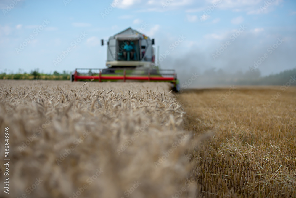 Fototapeta premium combine harvester on field