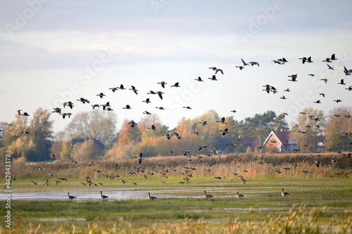 Germany, Mecklenburg-Western Pomerania, Flock of greylag geese (Anser anser) in flight photo