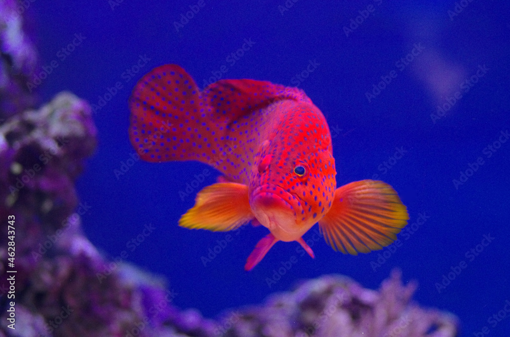 Fototapeta premium The red grouper, or Epinephelus morio