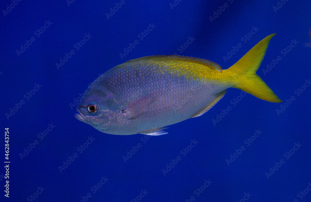 Caesio teres, the yellow and blueback fusilier Caesio teres, the yellow and blueback fusilier