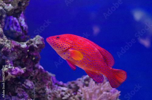 The red grouper  or Epinephelus morio