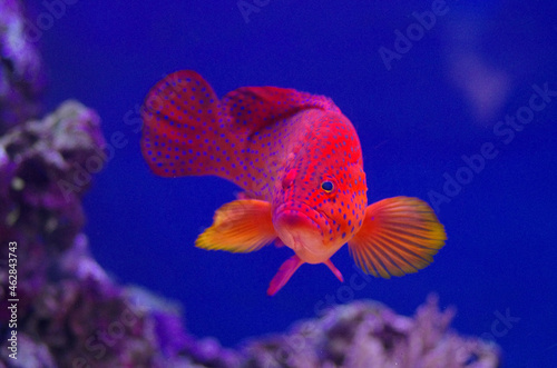 The red grouper, or Epinephelus morio