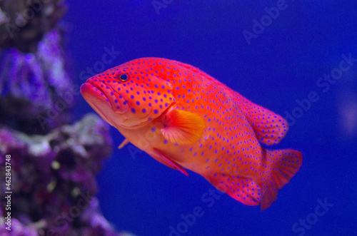 The red grouper, or Epinephelus morio