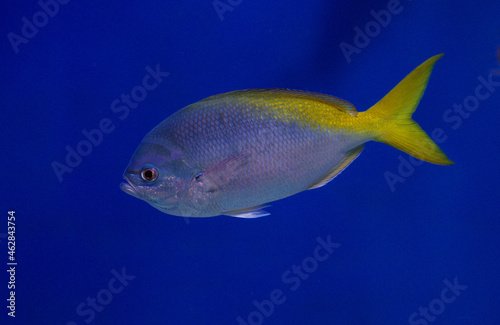 Caesio teres, the yellow and blueback fusilier