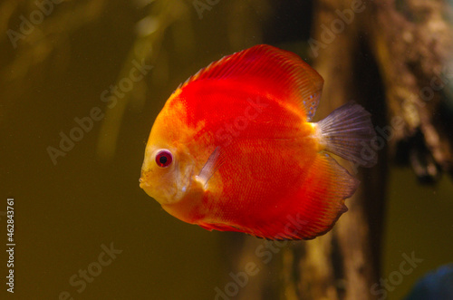 Aquarium fish Red Melon Discus