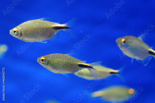 Hemigrammus ocellifer or Tail and Head Light Tetra in the aquarium