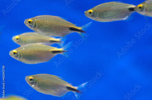 Fototapeta Naklejka Na Ścianę i Meble -  Hemigrammus ocellifer or Tail and Head Light Tetra in the aquarium
