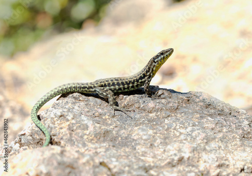 Close-up of endemic Tyrrhenian wall lizard on rock, Corsica, France photo