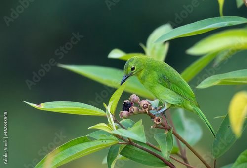 Malaysia, Borneo, Sabah, Lesser green leafbird perching on twig