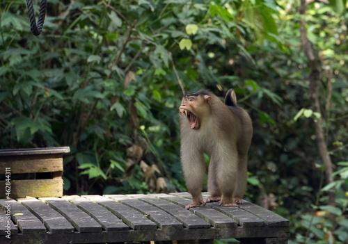 Malaysia, Borneo, Sepilok Orangutan Rehabilitation Centre, yawning Northern pig-tailed macaque photo