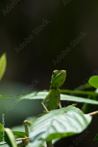 Malaysia, Borneo, Sabah, Natural Reserve, Green crested lizard, Bronchocela cristatella photo