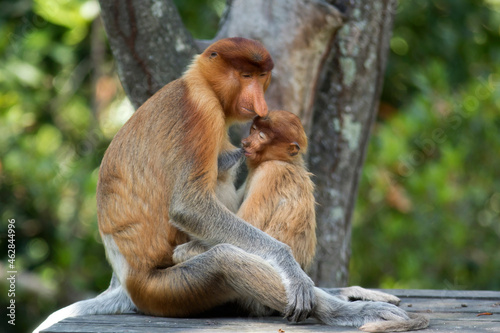 Borneo, Sabah, Proboscis Monkeys, Nasalis larvatus, mother and young animal sitting on wood, lactating photo