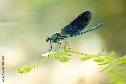 Close-up of beautiful demoiselle on plant, Corsica, France photo