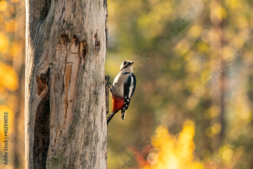 Great spotted woodpecker at work photo