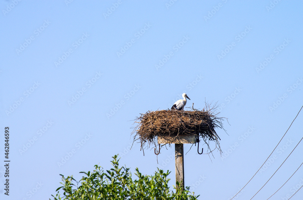 Fototapeta premium One stork in the nest on a lamppost in the Novgorod region, Russia