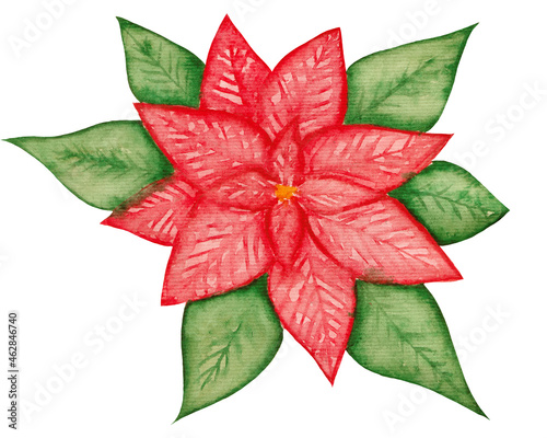 Bright watercolor poinsettia, Christmas star isolated on white background. Element for various festive products.