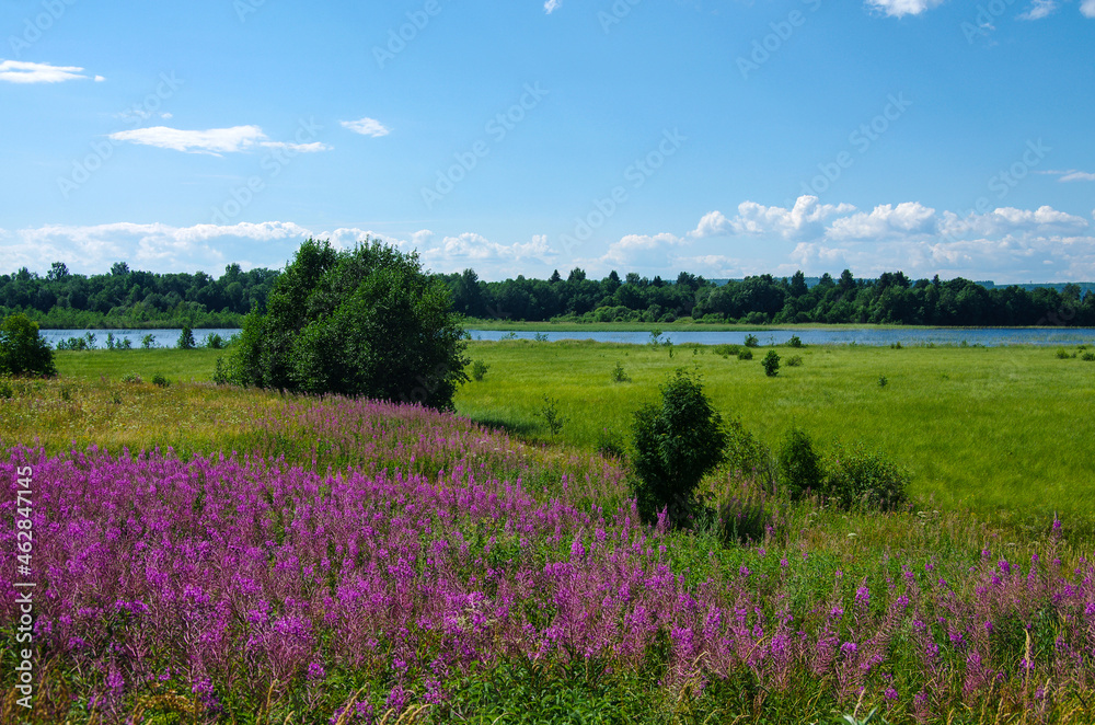 Kizhi, Karelia, Russia - July, 2021: View of the Kizhi island and the fields overgrown with Ivan Tea