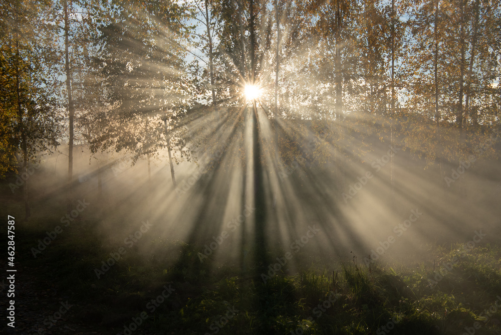 Obraz premium morning in the woods