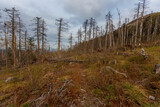 Taiga in the Primorsky region. An old timber road among the destroyed taiga. Old logging site. Dry trees stand on the side of the mountain.