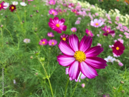 pink flower